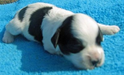 Anak anjing Corgipoo yang baru lahir berbaring di tuala biru dan kaki depannya diregangkan ke sebelahnya