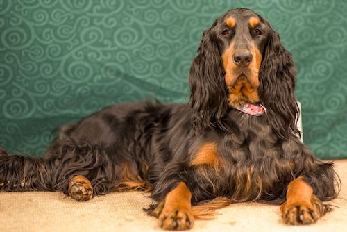 एक लंबा और नरम नरम लहराती कान, भूरी आँखें, एक लंबा तन थूथन वाला एक काला शरीर और एक हरे रंग की पृष्ठभूमि के सामने तन के पैर वाला एक काला कुत्ता।