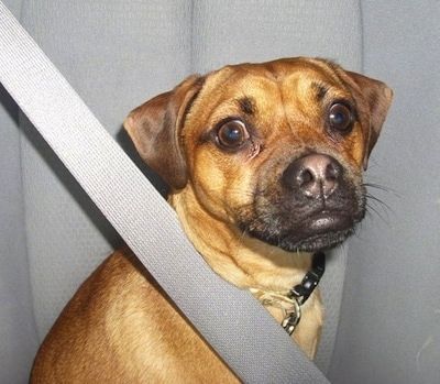 Ülemkeha lähedalt ülesvõte - kollakaspruun Muggin koer istub sõiduki istmel turvavööga üle keha.
