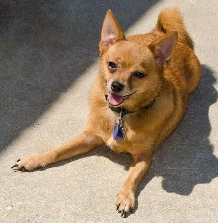 ایک چھوٹا ، موٹا لیپت ، سرخ رنگ کا کتا جس کے چہرے پر خوش رنگ نظر آرہی ہے ، بادام کی شکل والی آنکھیں ، چوبے کان اور ایک کالی ناک جس میں چھوٹی گلابی زبان ٹین قالین پر لیٹی ہوئی دکھائی دیتی ہے