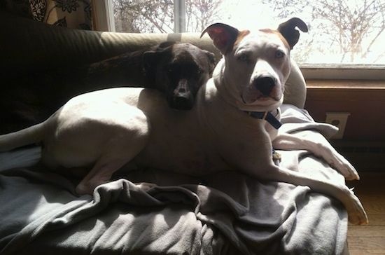 Parempoolne valge Boxsky, mis lebab üle diivani. Boxsky tagaküljel on väiksem koer, kellel on pea.