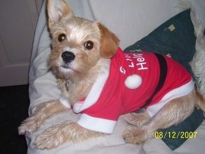Molly the Cavestie šuo, vilkintis raudonos ir baltos spalvos „Santa Clause“ marškinėlius su užrašu