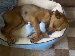Kratek prevlečen rjav pes z velikimi ušesi, ki leži na pasji postelji, med tačkami pa je modro plišasta igračka v obliki kosti v obliki kosti