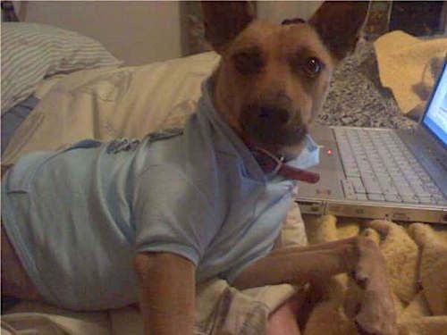 Rjav kratkodlaki pes z velikimi ušesnimi ušesi, oblečen v svetlo modro srajco, ki leži na osebi