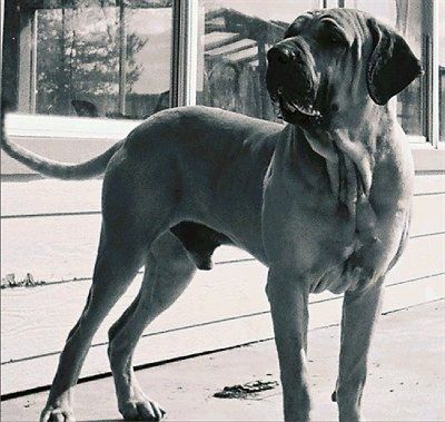 Црно-бела фотографија пса Фила Брасилеиро који стоји напољу испред куће која гледа улево.