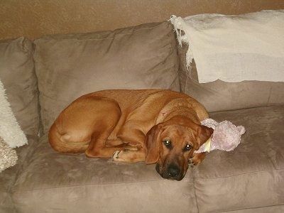 Rjavi Labloodhound leži na rjavem kavču na vrhu plišaste igrače roza medvedka. Na vrhu kavča visi bela odeja.