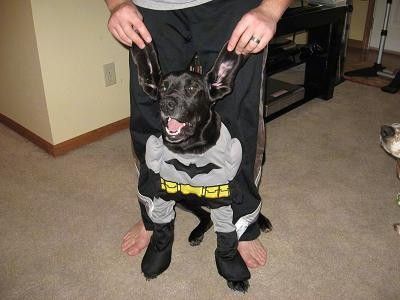 Psiček velike pasme, oblečen v kostum za noč čarovnic Batman, je sedel v hiši pred moškim, ki drži mladiče z dolgimi ušesi v perku, naravnost v zrak.