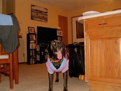 Velik črn pes velike pasme, ki stoji v hiši med pultom in kuhinjsko mizo. Pes je oblečen v modro in roza srajco, njegov velik roza jezik pa visi. Ima dolga ušesa in črn nos.