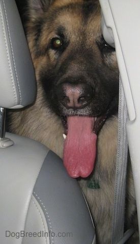 Pes z rožnato črto po sredini črnega nosu, ki sedi v zadnjem delu vozila in gleda med avtosedež, stran avtomobila in njegov jezik je zunaj