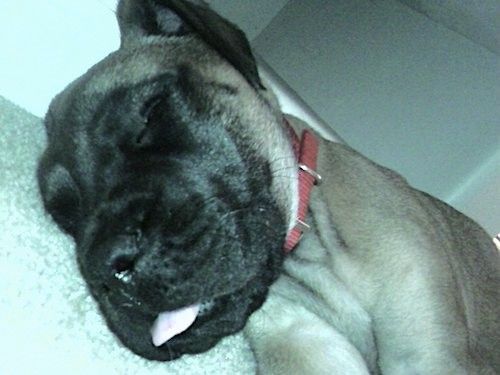 Seekor anjing keturunan besar dengan kepala besar, wajah hitam dan telinga lembut panjang yang tergantung di sisi berbaring tidur di sofa kulit hitam