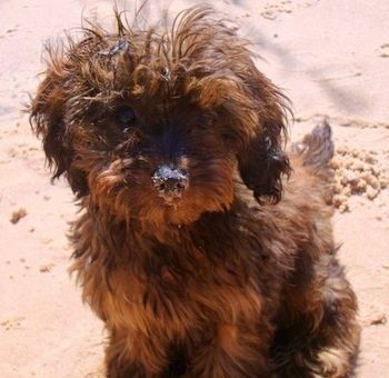 Bubba, „Doxie Poo“ šuniukas, sėdi ant smėlio paplūdimyje, o jo nosyje yra smėlio.