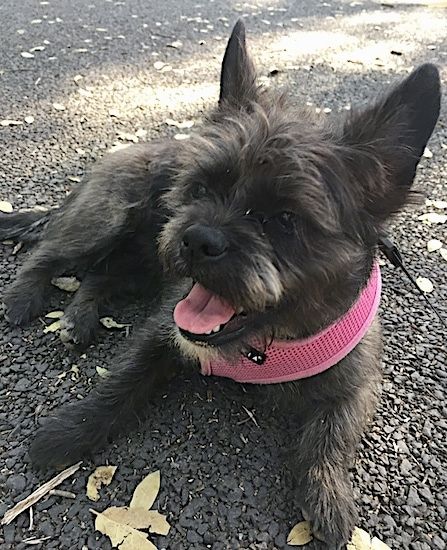 Um cachorro pequeno e magro, com orelhas grandes e salientes, olhos escuros, nariz preto e língua rosa, deitado na calçada. O cachorro está usando uma coleira rosa e está olhando para a esquerda.