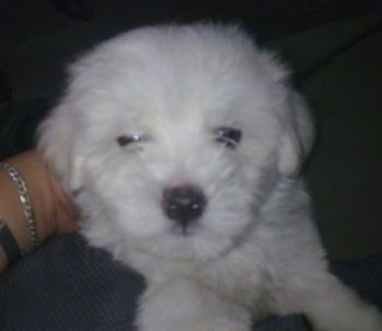 มุมมองระยะใกล้จากด้านหน้า - ลูกสุนัข Maltichon สีขาวขนสั้นกำลังนอนทับคน