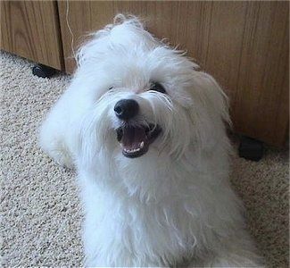 มุมมองจากด้านหน้า - สุนัขพันธุ์มัลทิชอนสีขาวขนยาวกำลังนอนอยู่บนพรมสีแทนหน้าตู้ไม้และเงยหน้าขึ้นมองอย่างมีความสุข
