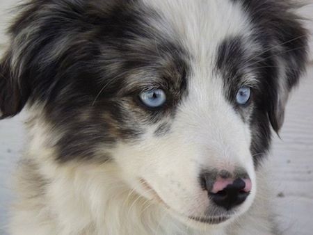 اوپر کی شاٹ بند کریں - سیاہ اور بھوری رنگ کے چھوٹے آسٹریلیائی شیفرڈ کتے کے ساتھ ایک نیلی آنکھوں والا سفید باہر پڑا ہے۔ اس کی ناک گلابی اور سیاہ رنگ کی ہے۔