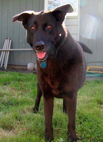 Set forfra af en sort sort Wolador-hund, der står i græs foran et gråt hus med åben mund og ser fremad. Hunden