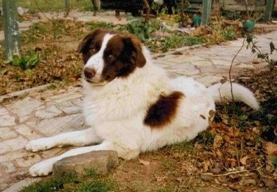 Орфо, бугарски овчар, који лежи поред шеталишта и испред пања