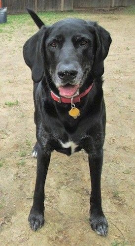 Vedere din față a unui câine negru de rasa mare, cu aspect uriaș, cu urechi lungi și moi, care atârnă în lateral, un bot gri, un nas mare și negru și ochi relaxați, purtând un guler roșu în picioare.