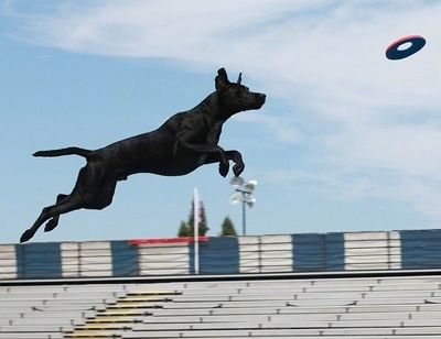 Actionskott - En svart med vit tysk korthårig labrador hoppar i luften för att fånga en frisbee. Det finns tomma stadionplatser bakom hunden