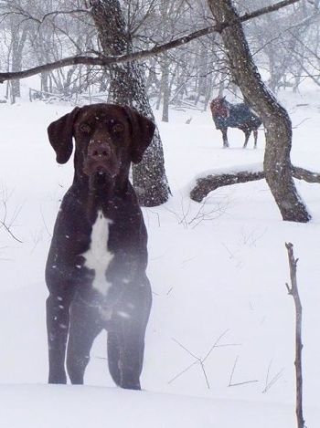 Eine Schokolade mit weißem Deutsch Kurzhaar Labrador steht im Schnee und freut sich. Der Schnee fällt aktiv. Im Hintergrund trägt ein Pferd einen blauen Mantel.
