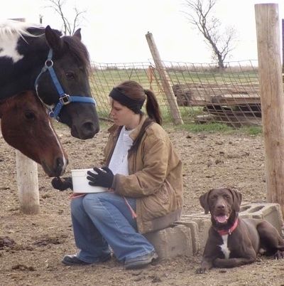 Eine Dame füttert zwei verschiedene Pferde, ein schwarzes mit weißem und ein braunes mit weißem Pferd. Eine Schokolade mit weißem Deutsch Kurzhaar Labrador liegt neben Aschenblöcken dahinter.