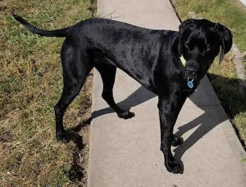 Ein großer, glänzend beschichteter schwarzer Hund mit seitlich hängenden Ohren und einem langen Schwanz, der draußen auf einem Bürgersteig im Sonnenschein steht