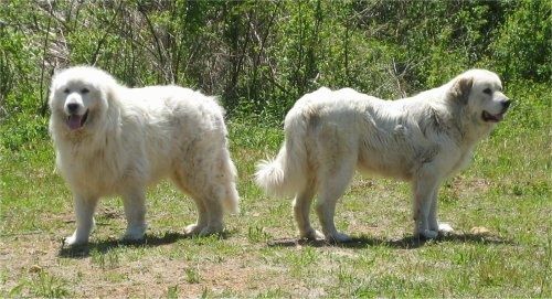 Два великих Пиренея лежат в поле рядом с семью пасущимися козами.