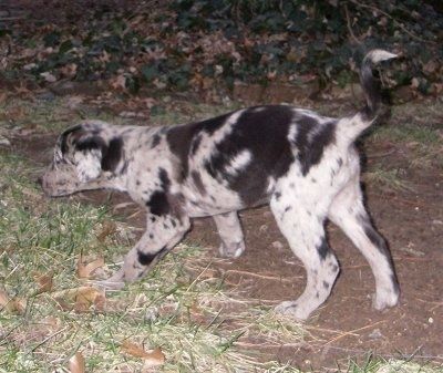 ٹن لیبراڈنگر کتے والا ایک سنگدل سفید اور کالا رات کے وقت گھاس سے گھرا ہوا گندگی کے ایک پیچ کے اوپر جا رہا ہے