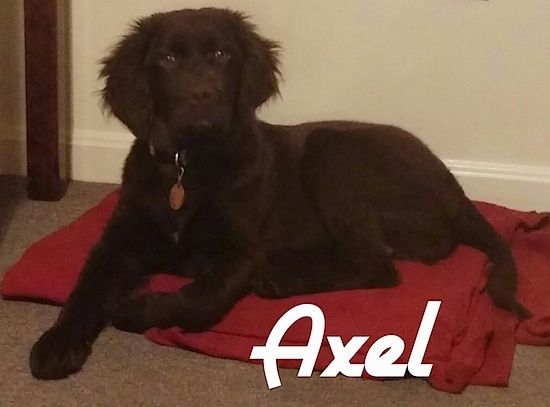 Ant raudonos antklodės klojasi juodas „Labradinger“ šuniukas puriomis ausimis. Pavadinimas - Axel - yra perdengtas vaizdu.