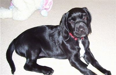 سفید لیبراingerنگر کتے کے ساتھ ایک چھوٹا سا ، چمکدار پوش سیاہ