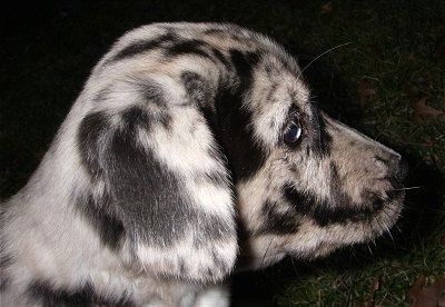 Dešinysis profilio galvos šūvis - baltas ir juodas su rudos merle Labradinger šuniukas naktį sėdi lauke žolėje.