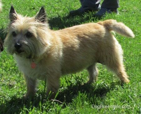 En shaggy liten solbrun hund som står utenfor og ser til venstre med en person bak seg
