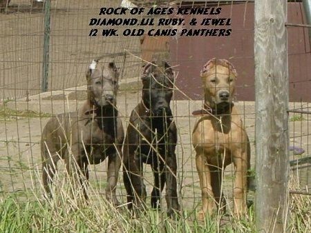 Tiga anak anjing Canis Panther berdiri di dalam pagar rantai di seberang rumah. Perkataan - ROCK OF AGES KENNELS DIAMON, LIL RUBY, & JEWEL 12 WK. PANITIA CANIS LAMA - dilapisi