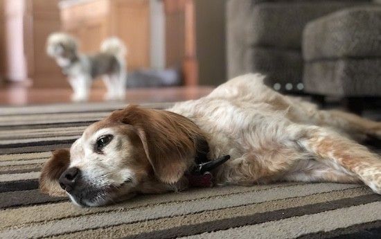 Коричнево-белая собака с пятнами и мягкой волнистой шерстью, лежащая внутри дома на полосатом коврике, на заднем плане - собака поменьше.