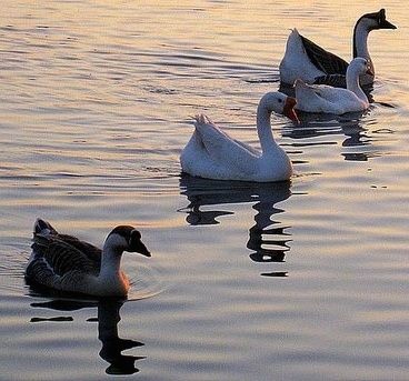 Isang linya ng Chinese Swan Geese ang lumalangoy sa isang katawan ng tubig sa kanan habang lumulubog ang araw sa ibabaw ng tubig.