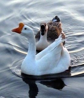 Čínske labute husi plávajú vodnou plochou. Jedna z Labutích husí má otvorené ústa. Jeden vták je biely a druhý hnedý.