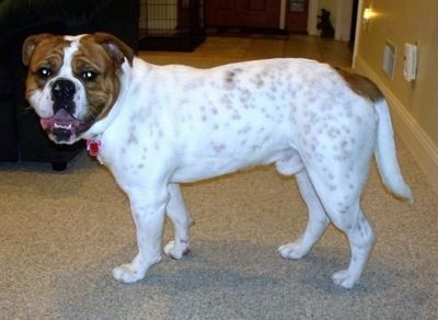 Αριστερό προφίλ - Ένα λευκό με μαύρισμα Το Olde English Bulldogge στέκεται πάνω σε ένα χαλί μαυρίσματος και γυρίζει για να κοιτάξει την κάμερα. Το στόμα του είναι ανοιχτό και μοιάζει να χαμογελά. Ο σκύλος