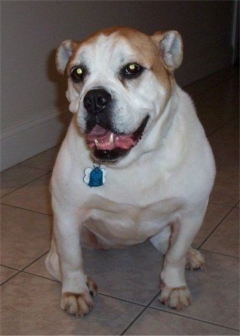Μπροστινή όψη - Ένα φαρδύ καστανό, λευκό με μαύρισμα Το Olde English Bulldogge κάθεται σε ένα δάπεδο με πλακάκια μαυρισμένο. Το στόμα του είναι ανοιχτό και μοιάζει να χαμογελά. Το κεφάλι του είναι ελαφρώς κεκλιμένο προς τα αριστερά.