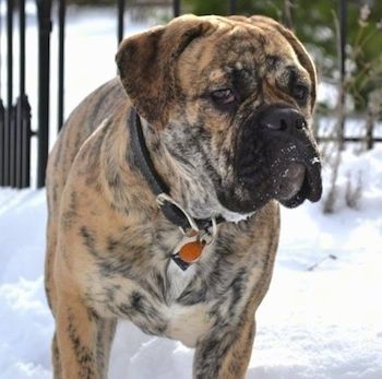 Μπροστινή όψη πυροβολισμός άνω αμαξώματος - Ένα μαύρισμα brindle Olde English Bulldogge κοιτάζει προς τα δεξιά ενώ στέκεται στο χιόνι και έχει χιόνι στο στόμα του.