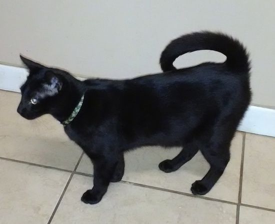Pandangan sisi - kucing hitam dengan mantel berkilat dan mata kuning memandang ke hadapan. Ia mempunyai ekor yang sangat panjang yang melengkung di punggungnya hampir terbaring rata di atas.