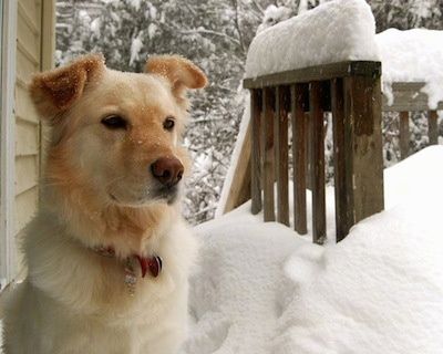 Golija sėdi ant apsnigtos medinės kaladės šalia geltono namo. Sniegas yra apie 18 colių gylio ir taip pat yra ant šuns