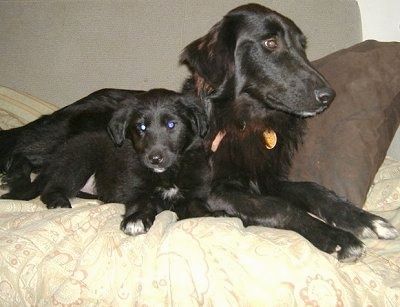 สุนัขสีดำสองตัวกับมนุษย์
