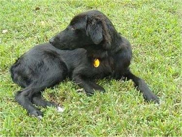 Juodasis Gollie šuniukas guli žolėje ir žiūri į kairę
