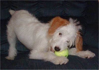 Balta su įdegiu Jackapoo žaidžia lenkdamasis ant sofos su teniso kamuoliuku burnoje. Šuo yra baltas, tik ausys yra įdegusios.