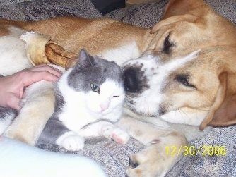 Препланули и бели пас лабернарда лежи на боку на каучу поред сиве са белом мачком. Поред њих је особа која има руку на псу