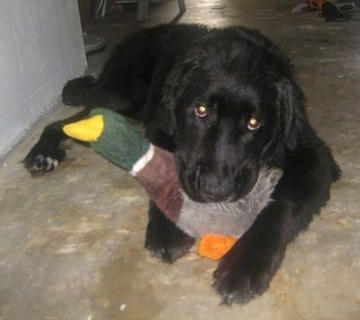Црни пас Лабернард лежи на цементној површини. Између предњих шапа и устима лежи плишана играчка за патке.