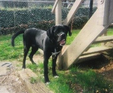 Црно-бели пас Лабернард стоји поред дрвене степенице на степеништу напољу. Уста су му отворена. Иза ње је ограда од ланца са грмљем.