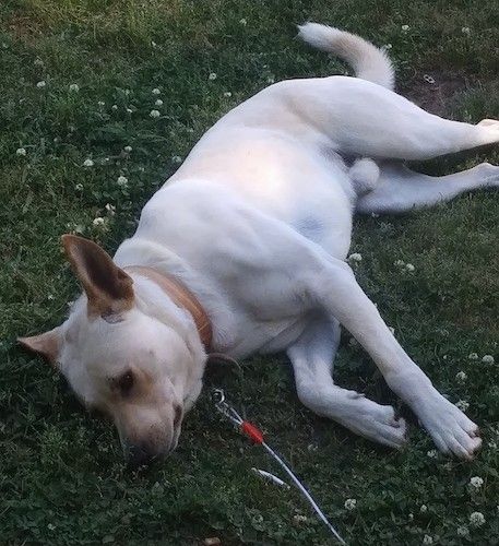 สุนัขสีแทนตัวใหญ่ที่มีหูขนาดใหญ่ที่ยืนขึ้นขณะที่สุนัขนอนตะแคงอยู่บนพื้นหญ้า