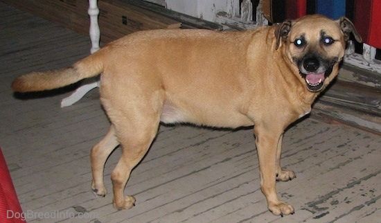 สุนัขสีน้ำตาลตัวใหญ่น้ำหนักเกินปากกระบอกปืนสีดำยืนอยู่บนระเบียงไม้ที่กำลังยิ้มให้กล้อง