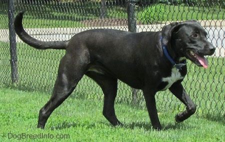Laimingai atrodantis juodas ir baltas Labrabull šuo vaikšto žole palei grandinės tvorą. Jo burna yra atvira, o liežuvis - ne